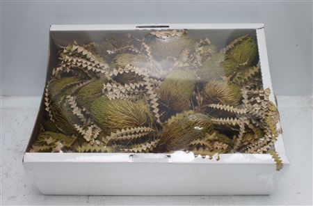 Banksia Speciosa Basil
