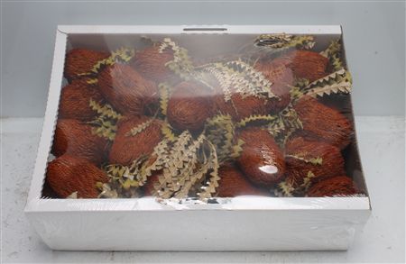 Banksia Speciosa Orange