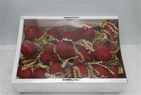 Banksia Speciosa Red