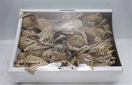 Banksia Speciosa White Washed