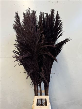 Cortaderia Black