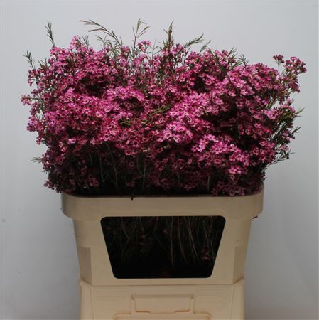 Chamelauc Mb Violet