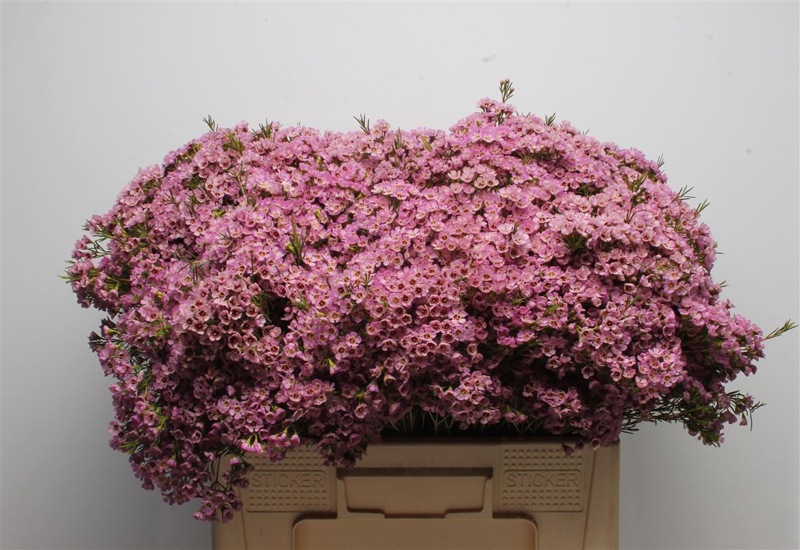 Chamelaucium Michal 55cm 40gr.