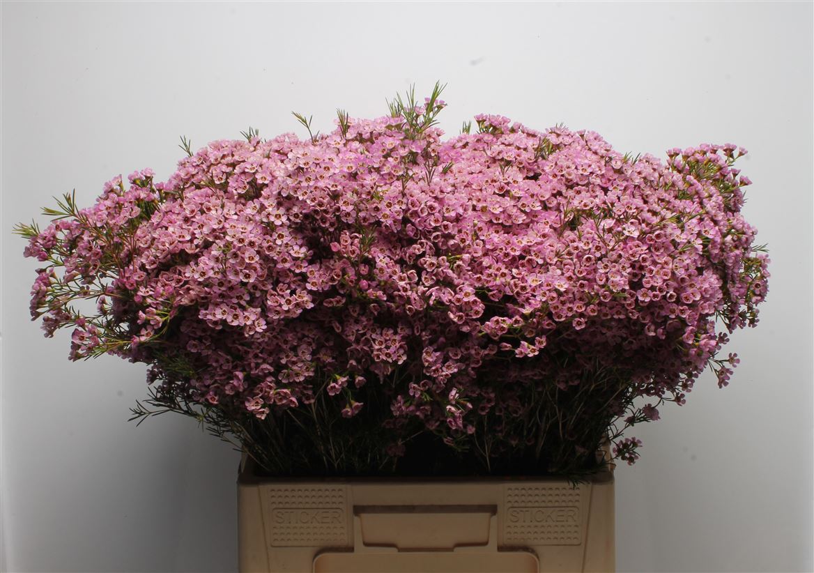 Chamelaucium Michal 60cm 45gr.