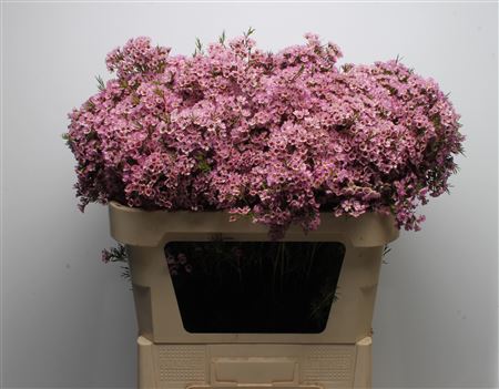 Chamelaucium Michal 70cm 73gram
