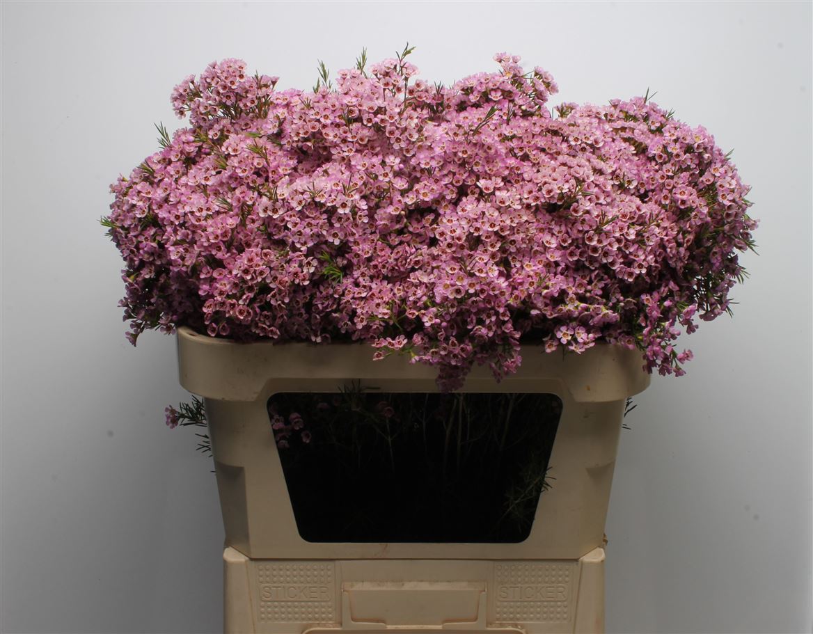 Chamelaucium Michal 70cm 70gr.