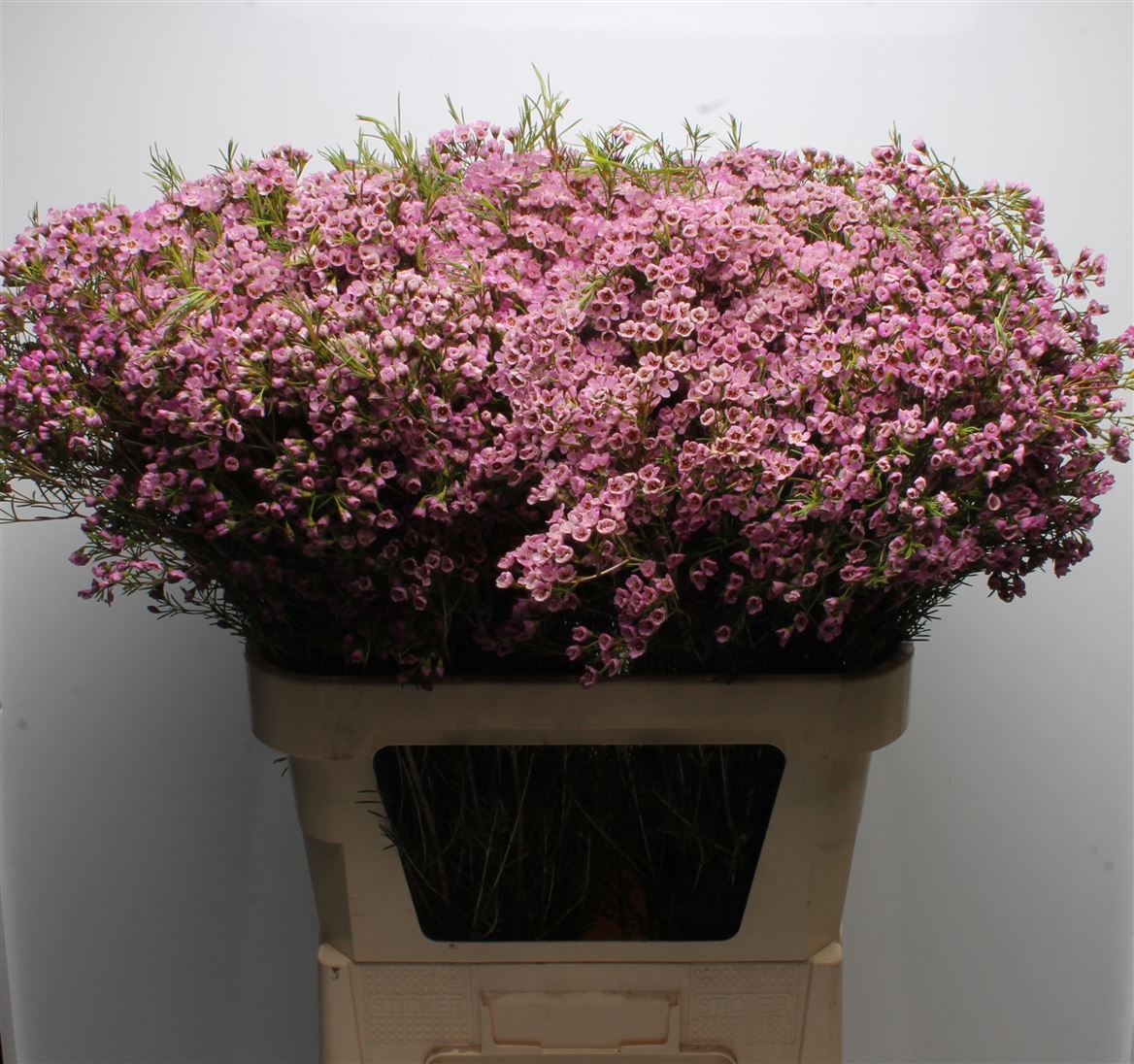 Chamelaucium Michal 80cm 70gr.