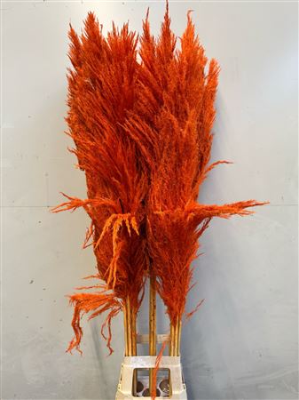 Cortaderia Orange