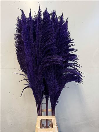 Cortaderia Purple