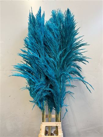 Cortaderia Turqoise