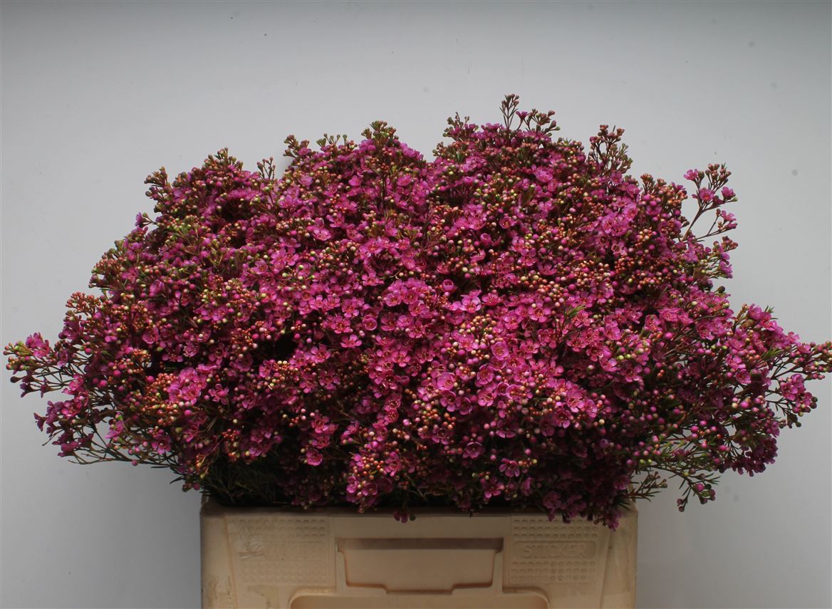 Chamelaucium Vega 55cm 50gr.