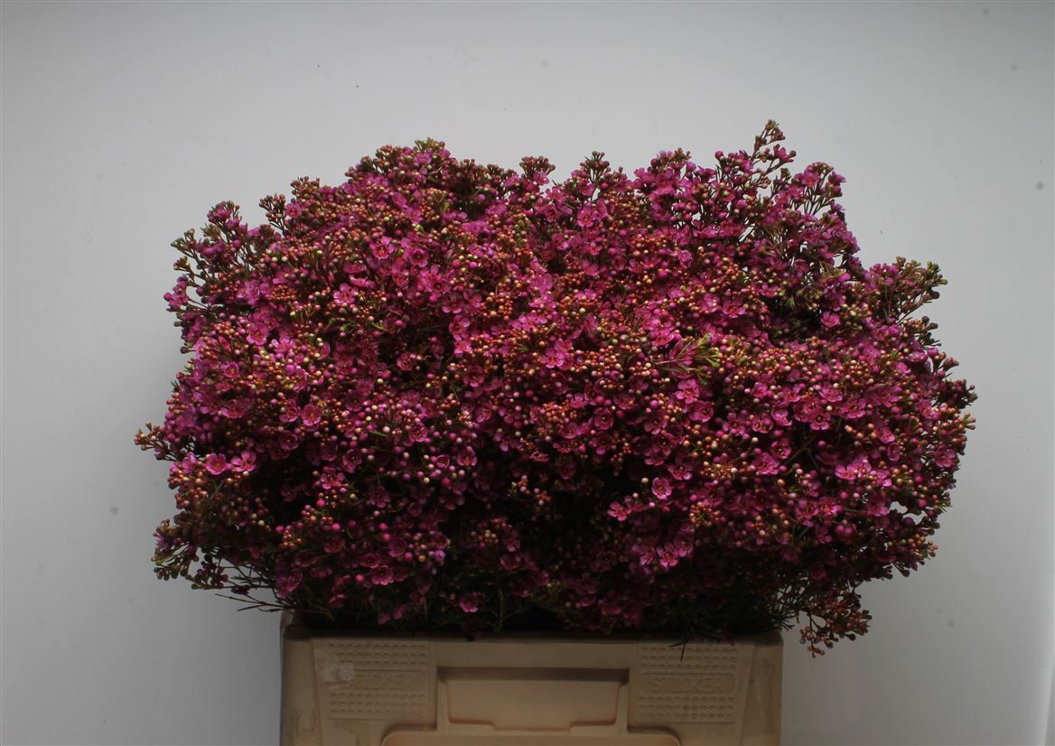 Chamelaucium Vega 60cm 60gr.