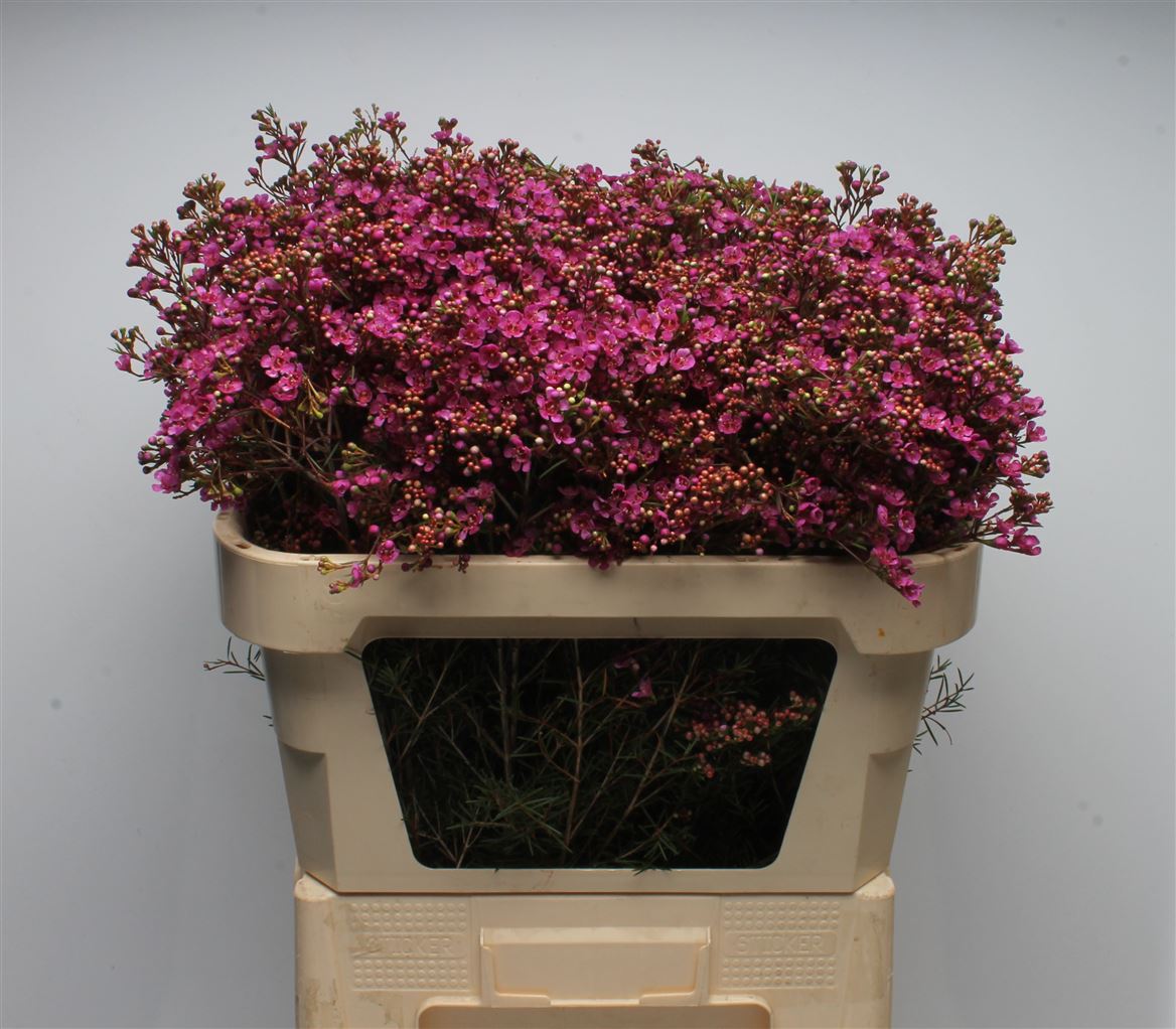 Chamelaucium Vega 70cm 85gr.