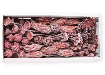 Exotic Assorti Frosted Erika