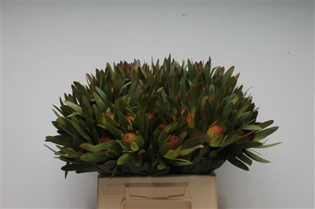 Leucad Ayoba Afr Sky 40cm
