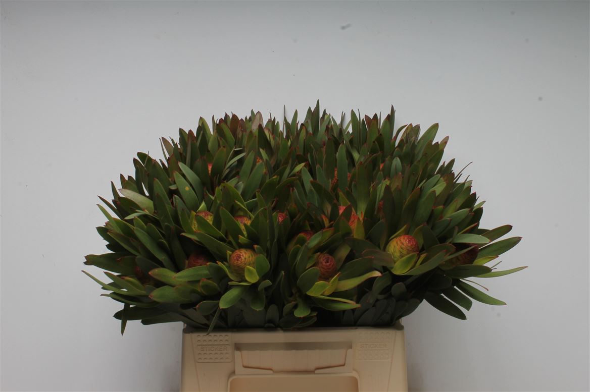 Leucadendron Ayoba African Sky 40cm