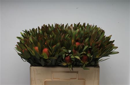 Leucad Ayoba Afr Sky 50cm