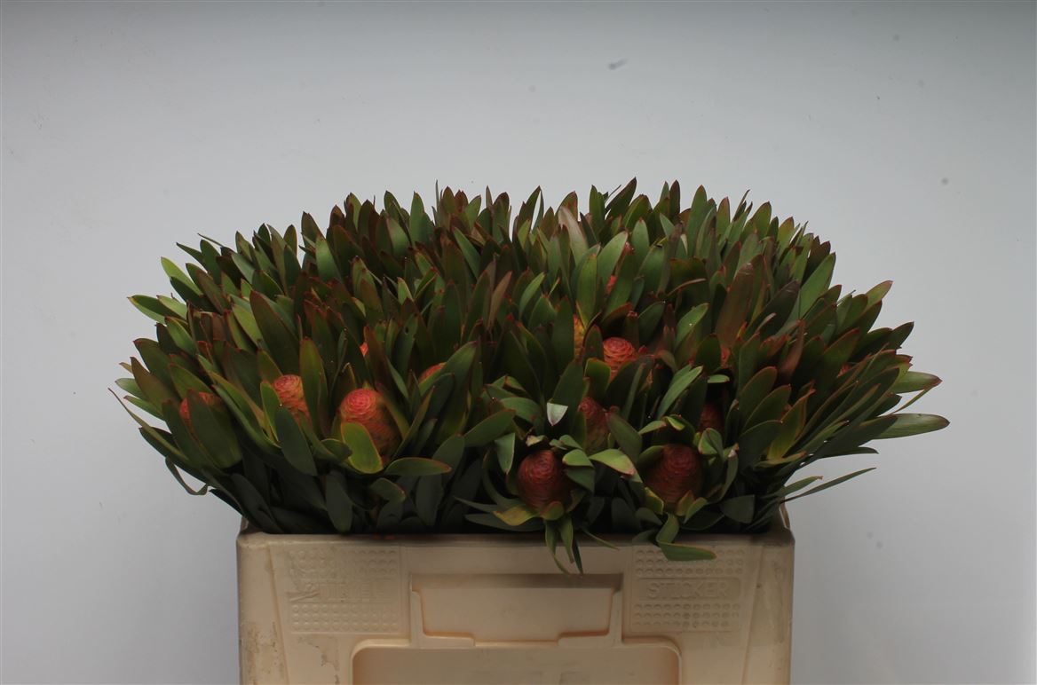 Leucadendron Ayoba African Sky 50cm