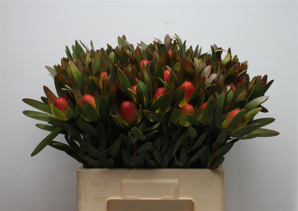 Leucadendron Ayoba African Sky 60cm