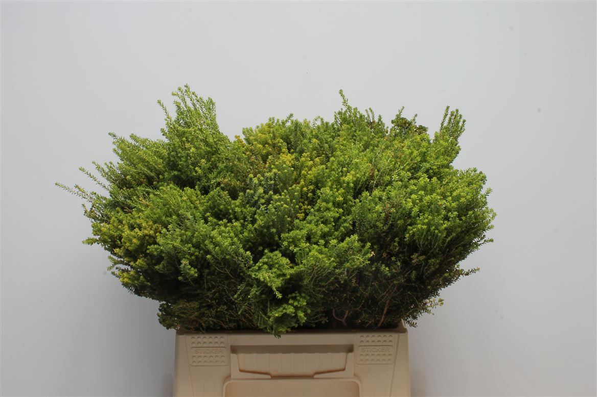 Brunia Agathosma 40cm