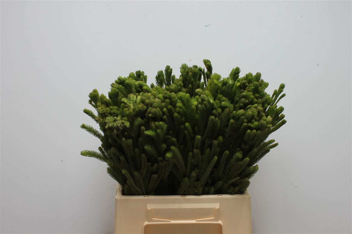 Brunia Albiflora Green 40cm