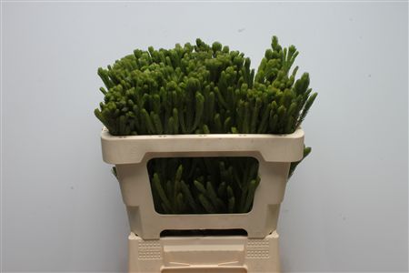 Brun Albiflora