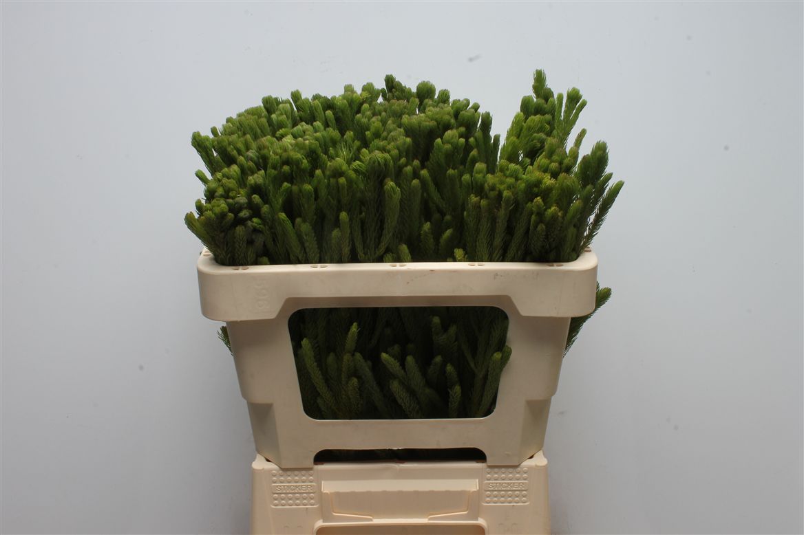 Brunia Albiflora Green 50cm