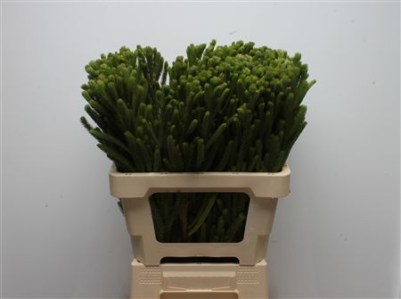 Brunia Albiflora Bunch 60cm