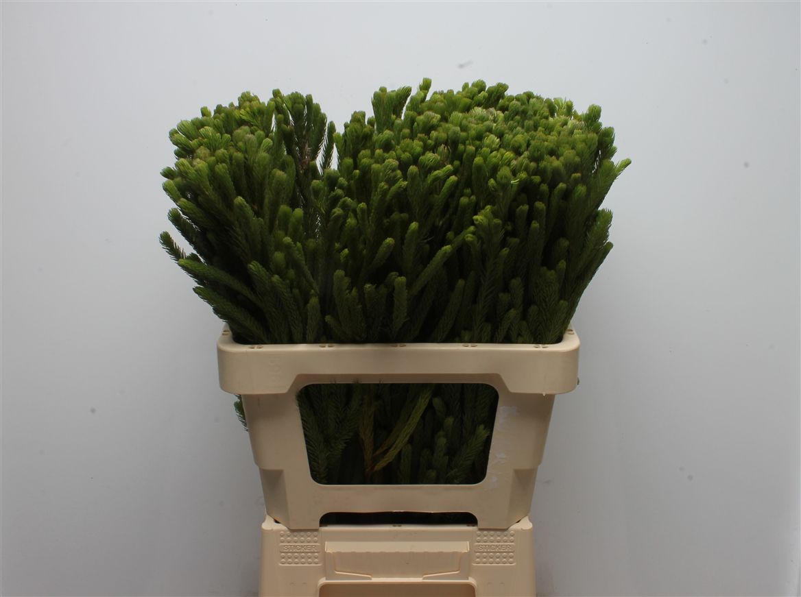 Brunia Albiflora Green 60cm
