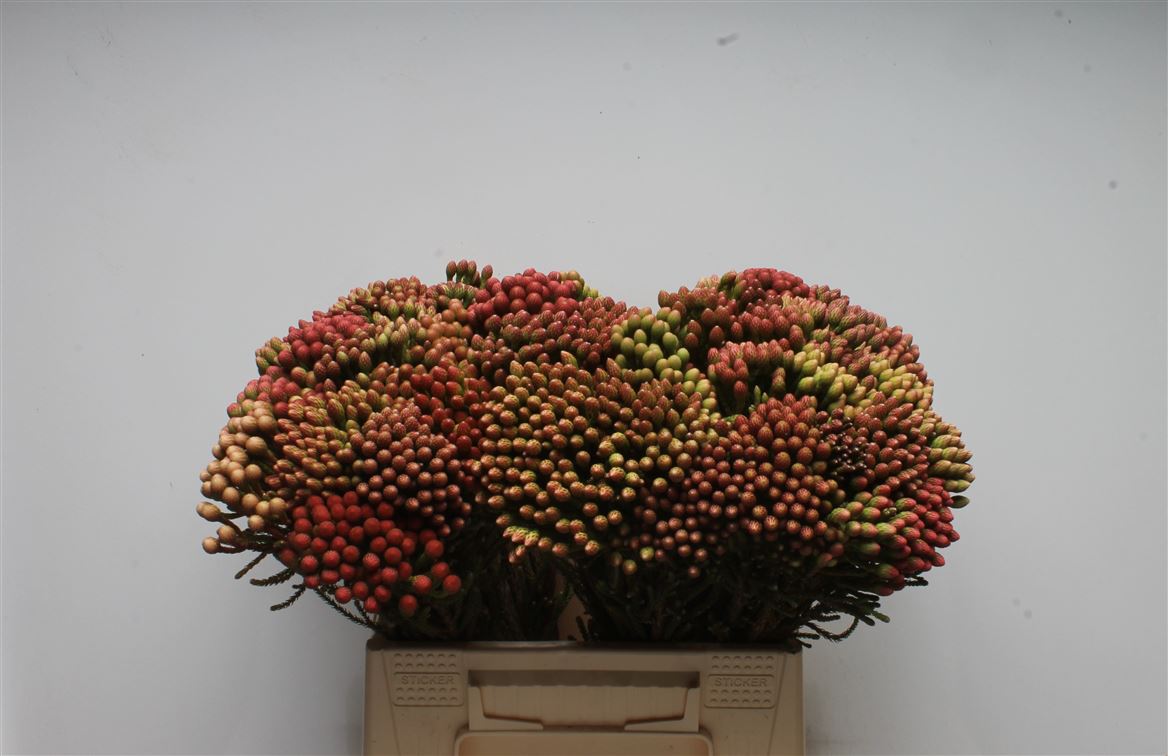 Brunia Laevis Red 40cm