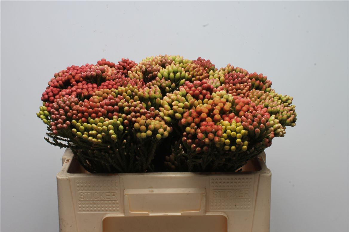 Brunia Laevis Red 50cm