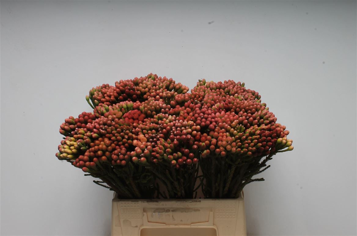 Brunia Laevis Red 40cm