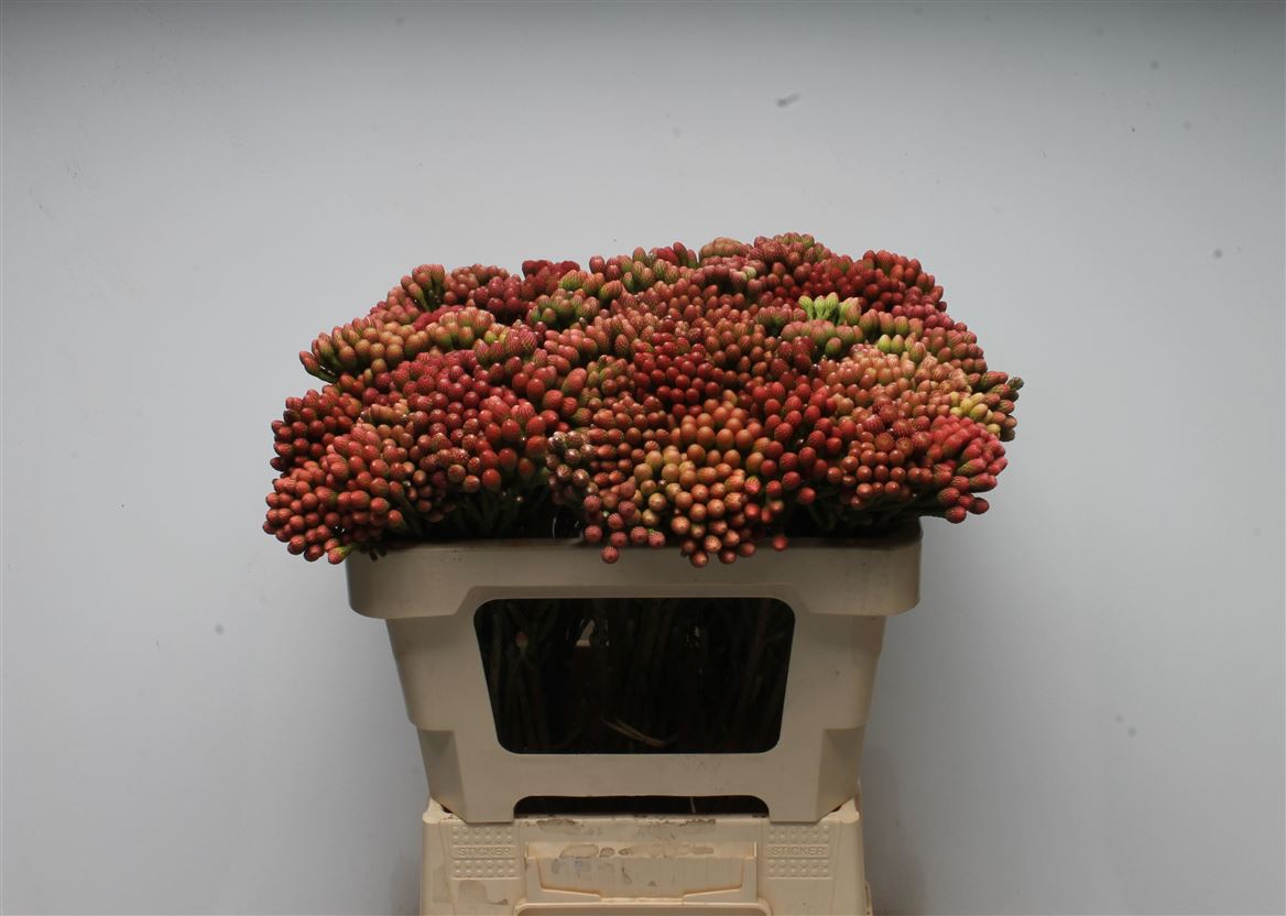 Brunia Laevis Red 50cm