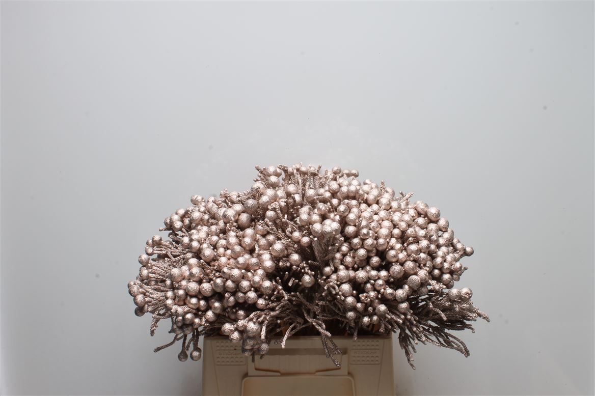 Brunia Laevis 40cm