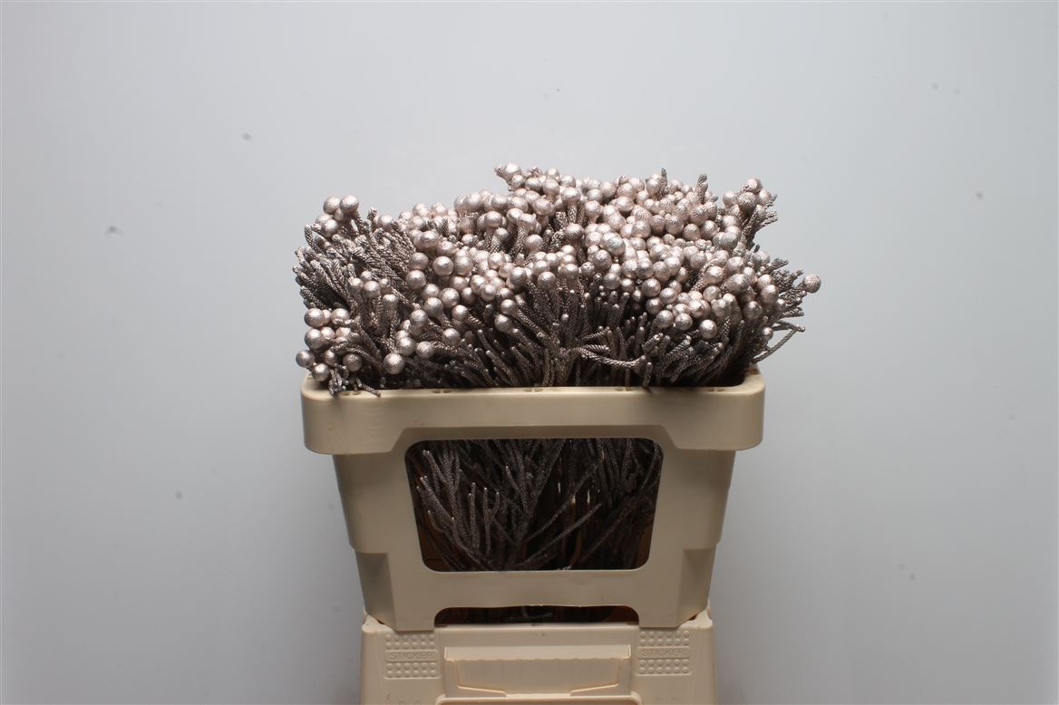 Brunia Laevis 50cm