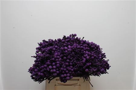 Brunia Silver Bunch 40cm