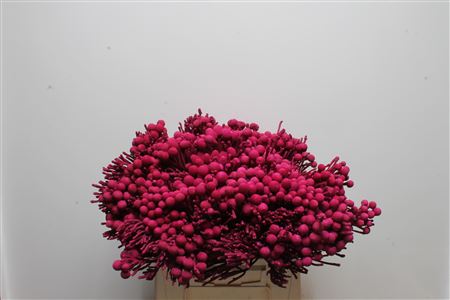 Brunia Silver Bunch 40cm