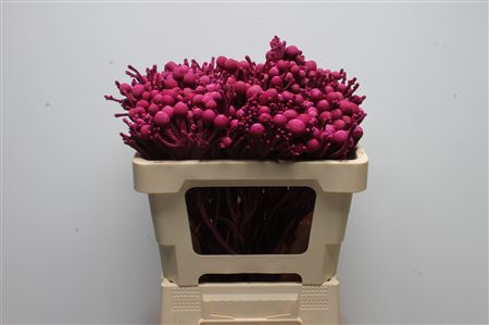 Brunia Silver Bunch 50cm