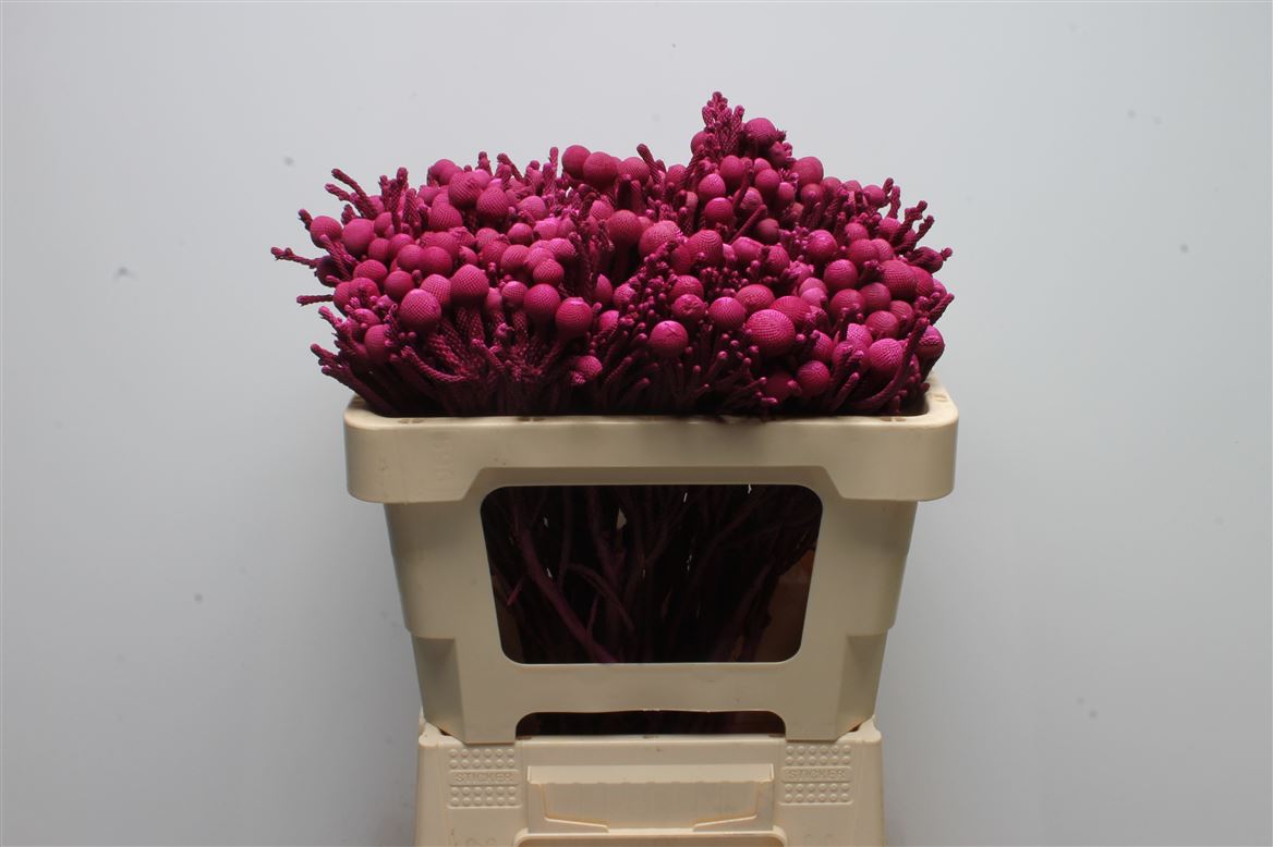 Brunia Laevis 50cm