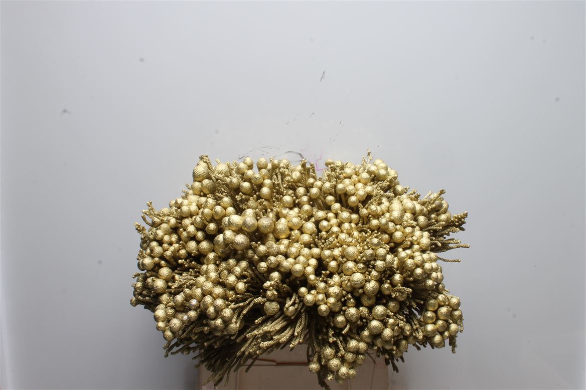Brunia Laevis 40cm