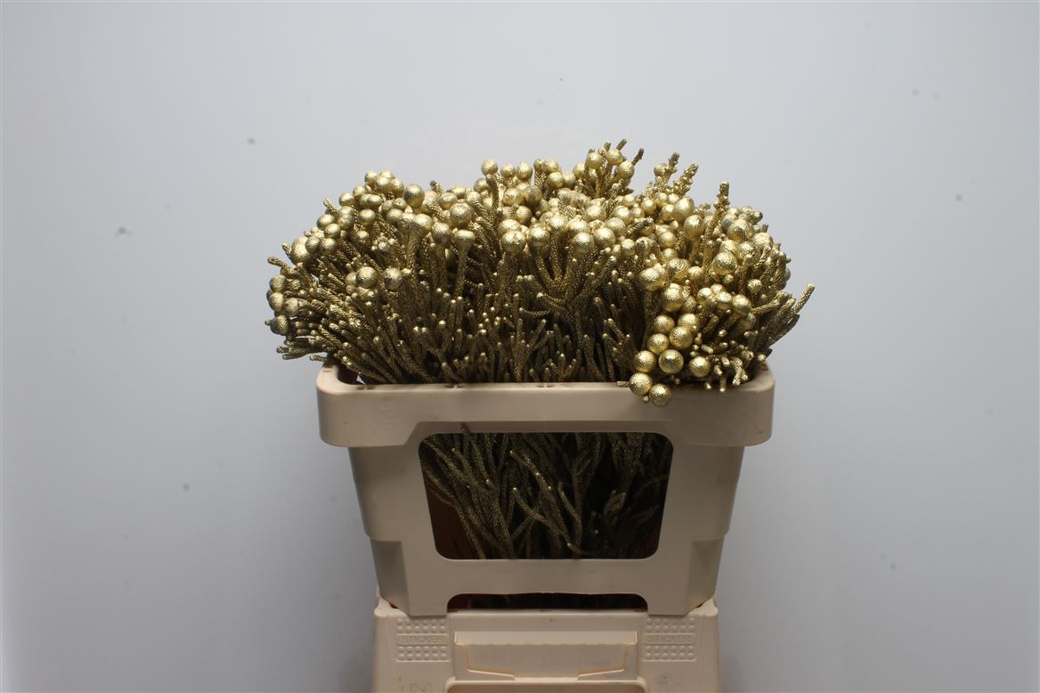 Brunia Laevis 50cm