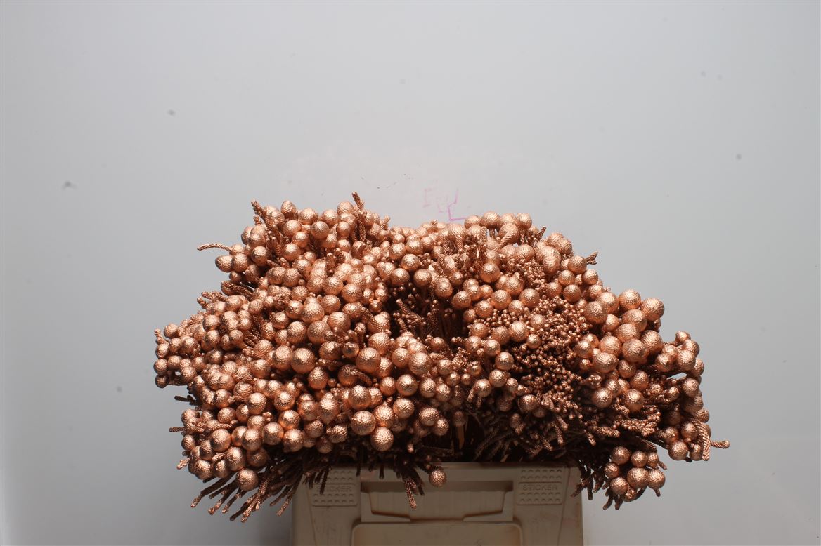 Brunia Laevis 40cm