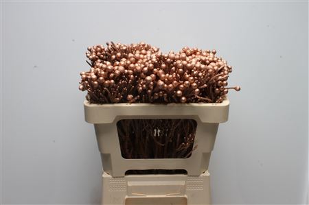 Brunia Silver Bunch 50cm