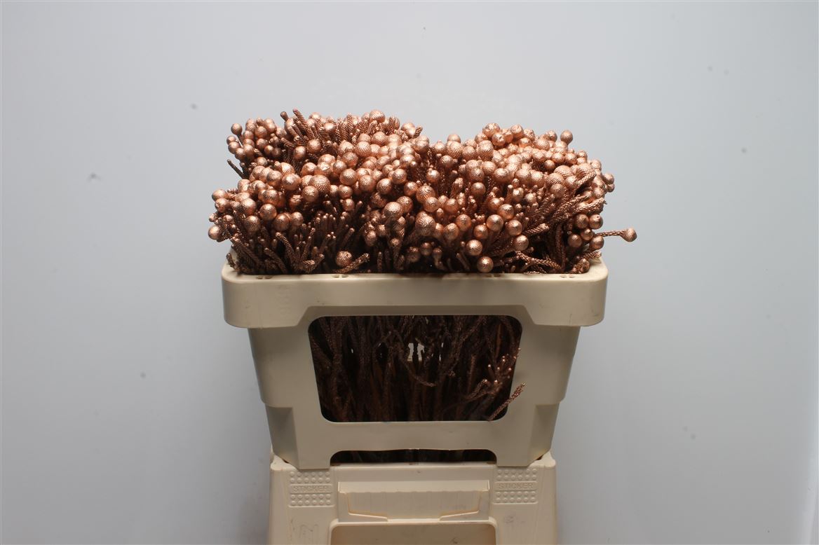 Brunia Laevis 50cm