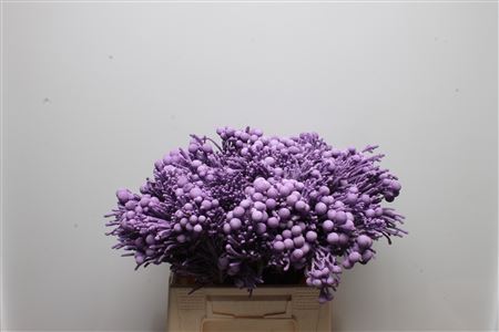Brunia Silver Bunch 40cm