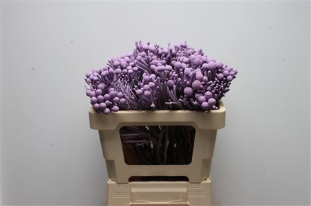 Brunia Silver Bunch 50cm