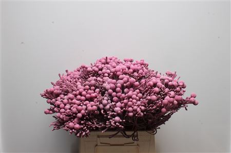 Brunia Silver Bunch 40cm