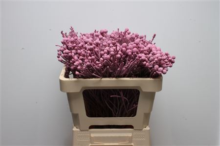 Brunia Silver Bunch 50cm