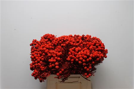Brunia Silver Bunch 40cm