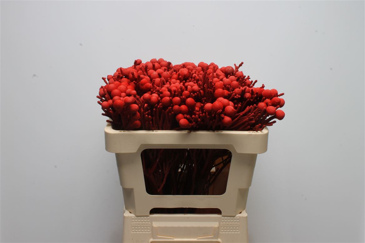 Brunia Laevis 50cm